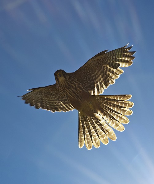 Dudley- male NZ Falcon flying in vineyard